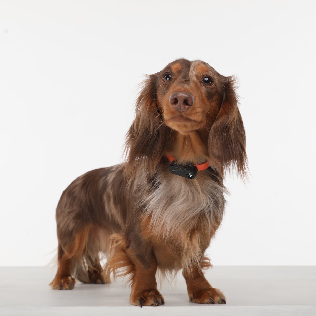 pets-img